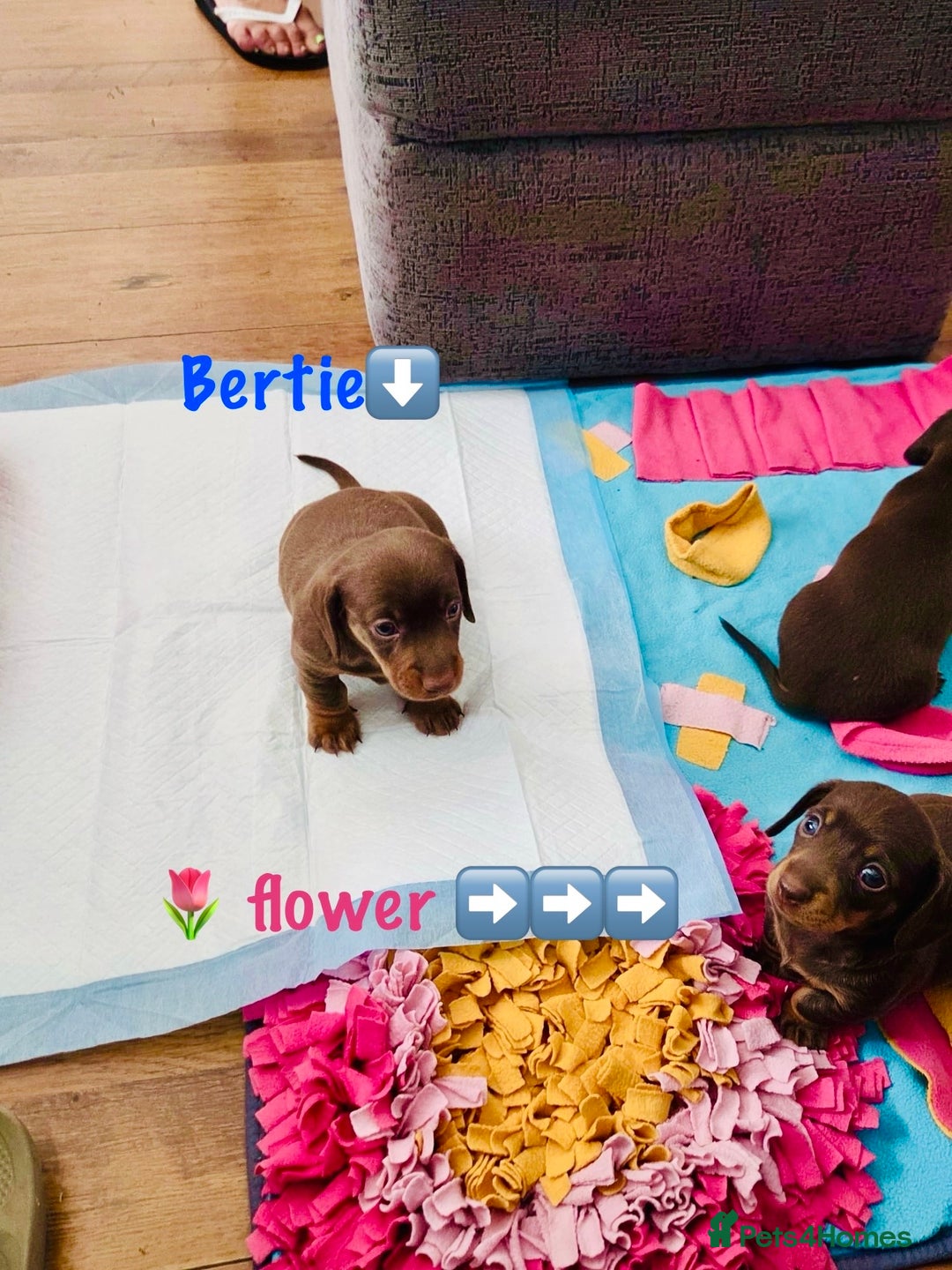 Miniature Dachshund dogs for sale: Choc/tan mum,long haired choc dad  A+ healthcare - Image 4