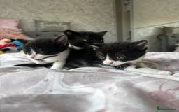 Domestic Shorthair cats for sale: 3 little girls available  - Image 4