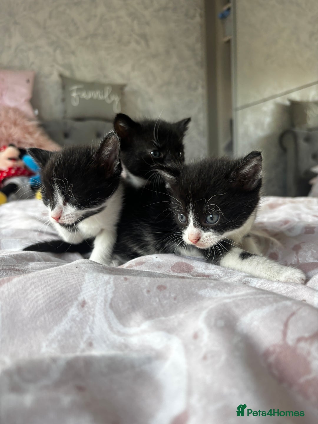 Domestic Shorthair cats for sale: 3 little girls available  - Image 4