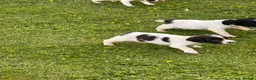 English Springer Spaniel dogs for sale: KC springer spaniels 1 male left ready to go  - Advert 31
