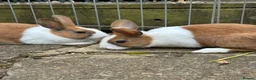 Rex rabbits for sale: Baby Dutch bunnies 10 weeks  - Advert 6