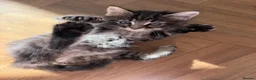 Maine Coon cats for sale: Beautiful Maine Coon x Silver British shorthair - Advert 32