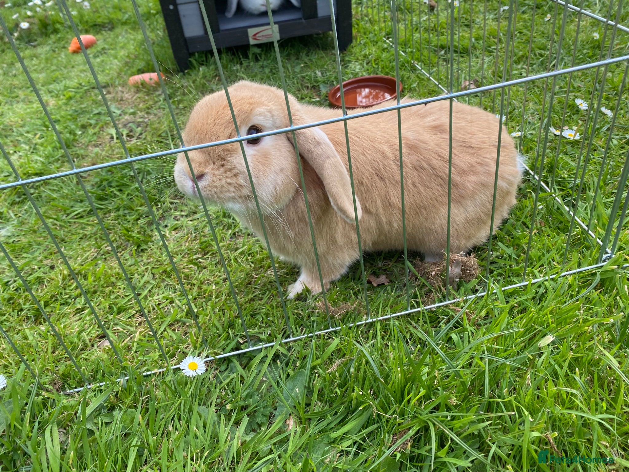 Dwarf Lop rabbits Carrot and Parnsip Dwarf Lop Rabbits - Advert 1