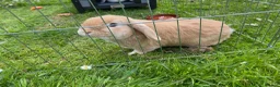 Dwarf Lop rabbits for sale: Carrot and Parnsip Dwarf Lop Rabbits - Advert 1