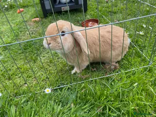 Dwarf Lop rabbits Carrot and Parnsip Dwarf Lop Rabbits - Advert 1