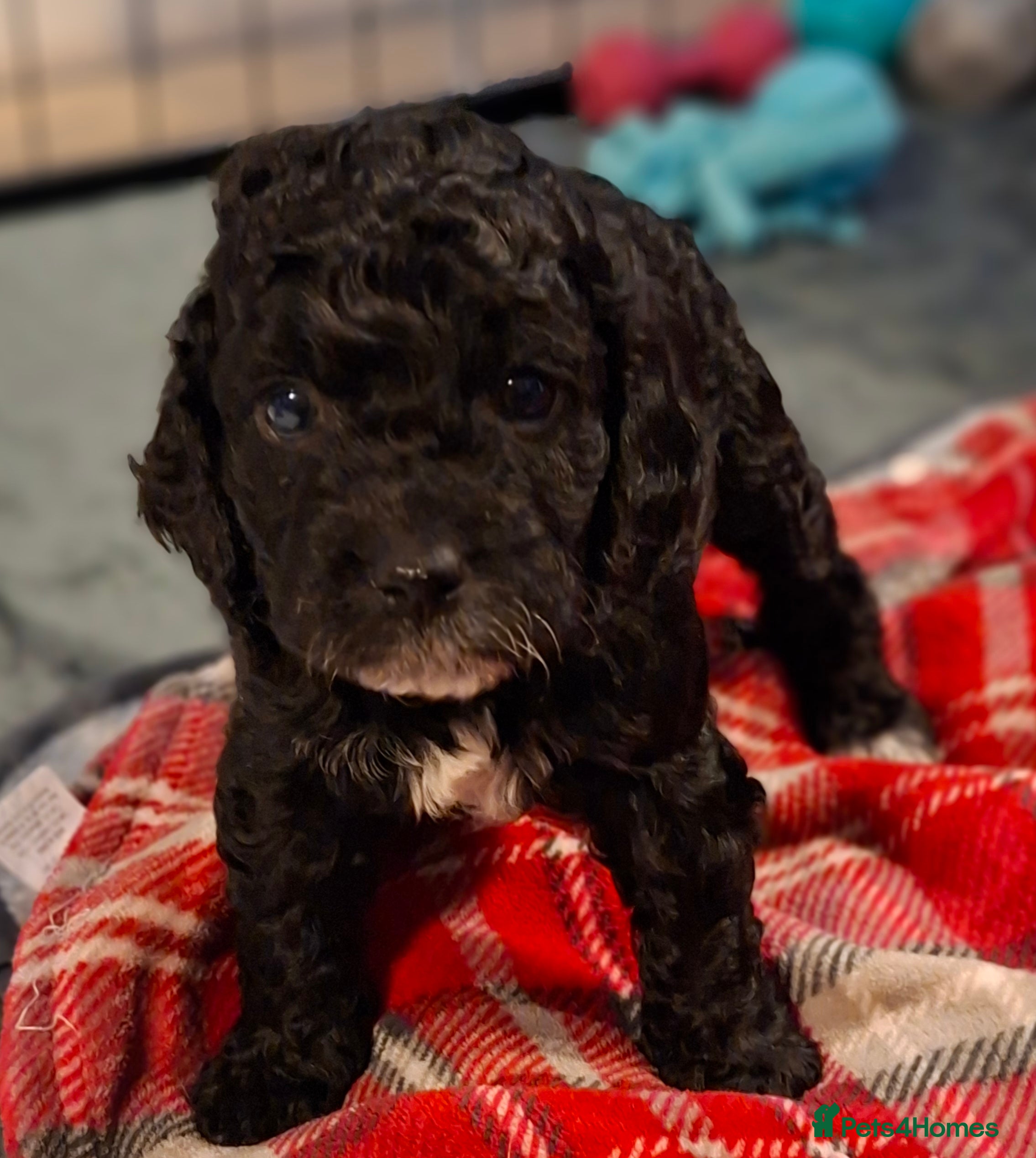Cockapoo dogs *3 GIRLS LEFT* Beautiful miniature cockapoo pups  - Advert 1