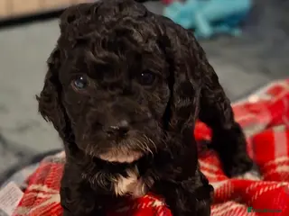 Cockapoo dogs *3 GIRLS LEFT* Beautiful miniature cockapoo pups - Advert 1