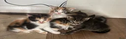 Maine Coon cats for sale: Beautiful Maine Coon Kittens in Uxbridge - Advert 9