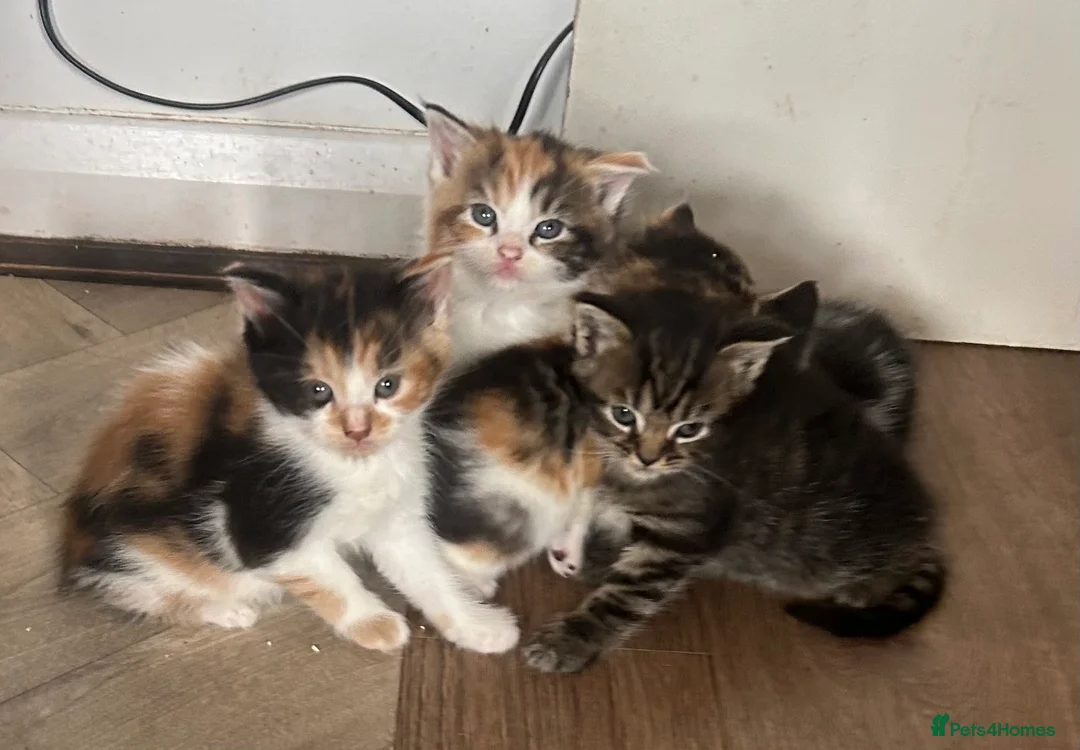Maine Coon cats for sale: Beautiful Maine Coon Kittens in Uxbridge - Advert 9