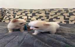Chihuahua dogs for sale: KC Reg Champion Russian lines LONG COAT puppies - Image 5