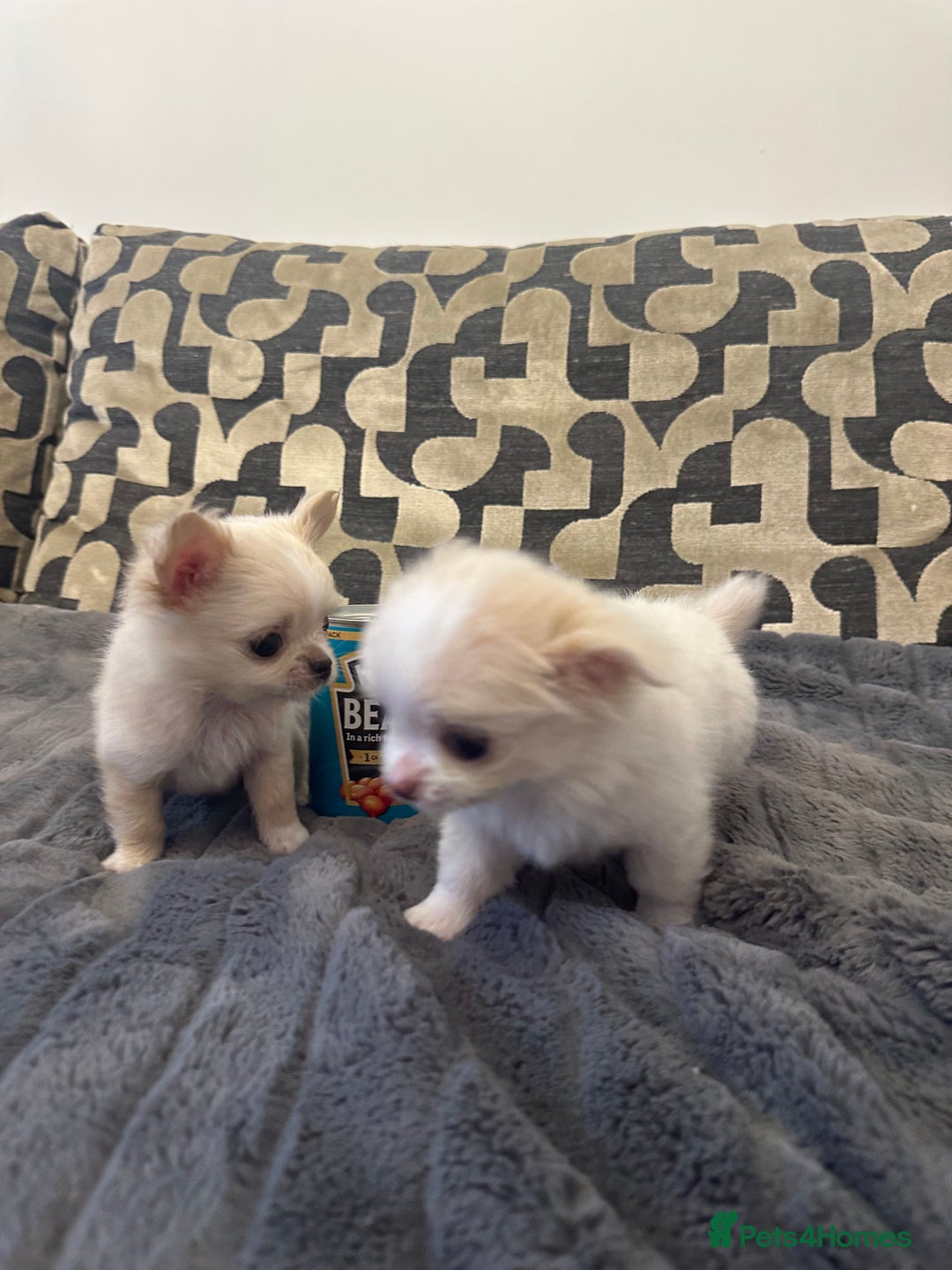 Chihuahua dogs for sale: KC Reg Champion Russian lines LONG COAT puppies - Image 5