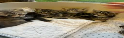 Mixed Breed cats for sale: 3 Kittens Looking for Loving Homes  - Advert 4