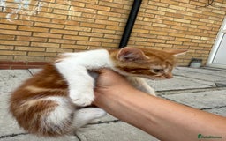 Mixed Breed cats for sale: loved and cared for kittens looking for new home🥹 - Image 26