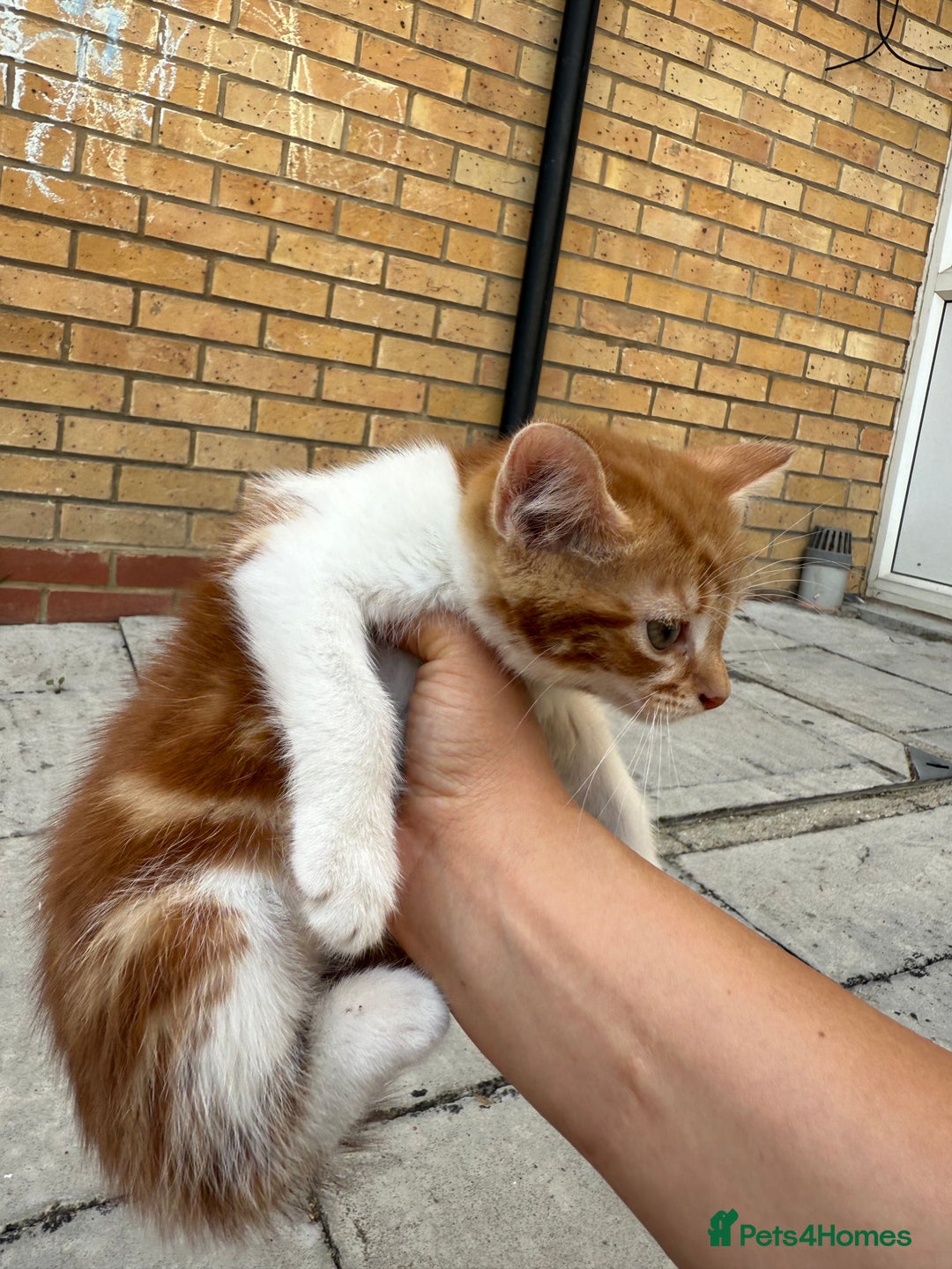 Mixed Breed cats for sale: loved and cared for kittens looking for new home🥹 - Image 26