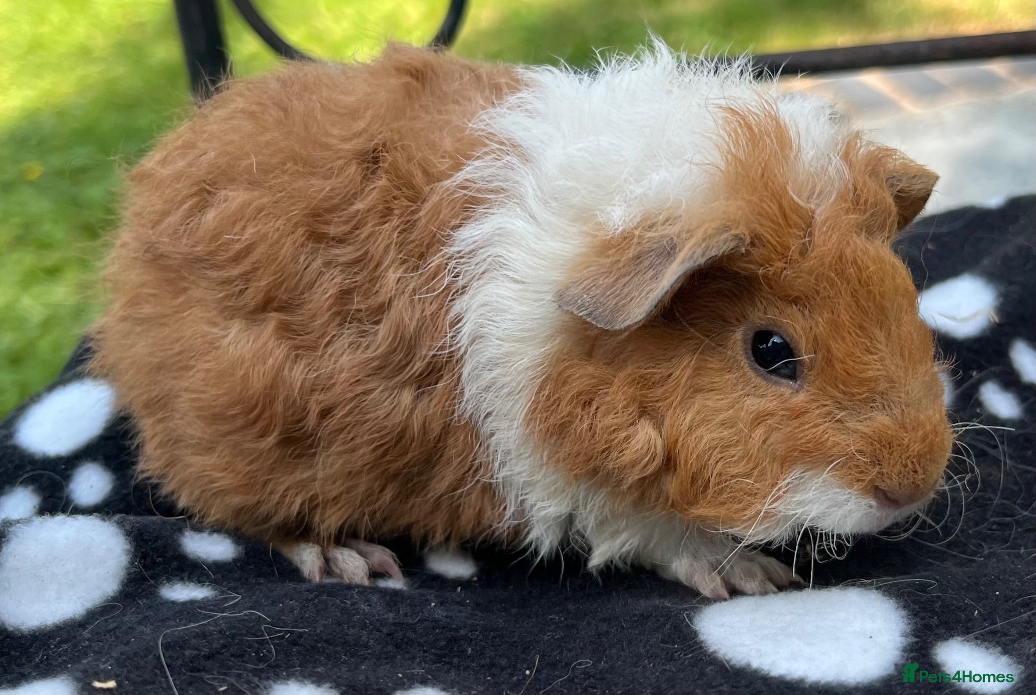 Guinea Pig rodents Guniea pigs. - Advert 2