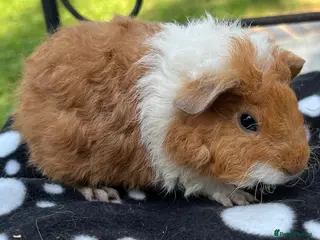 Guinea Pig rodents Guniea pigs. - Advert 2