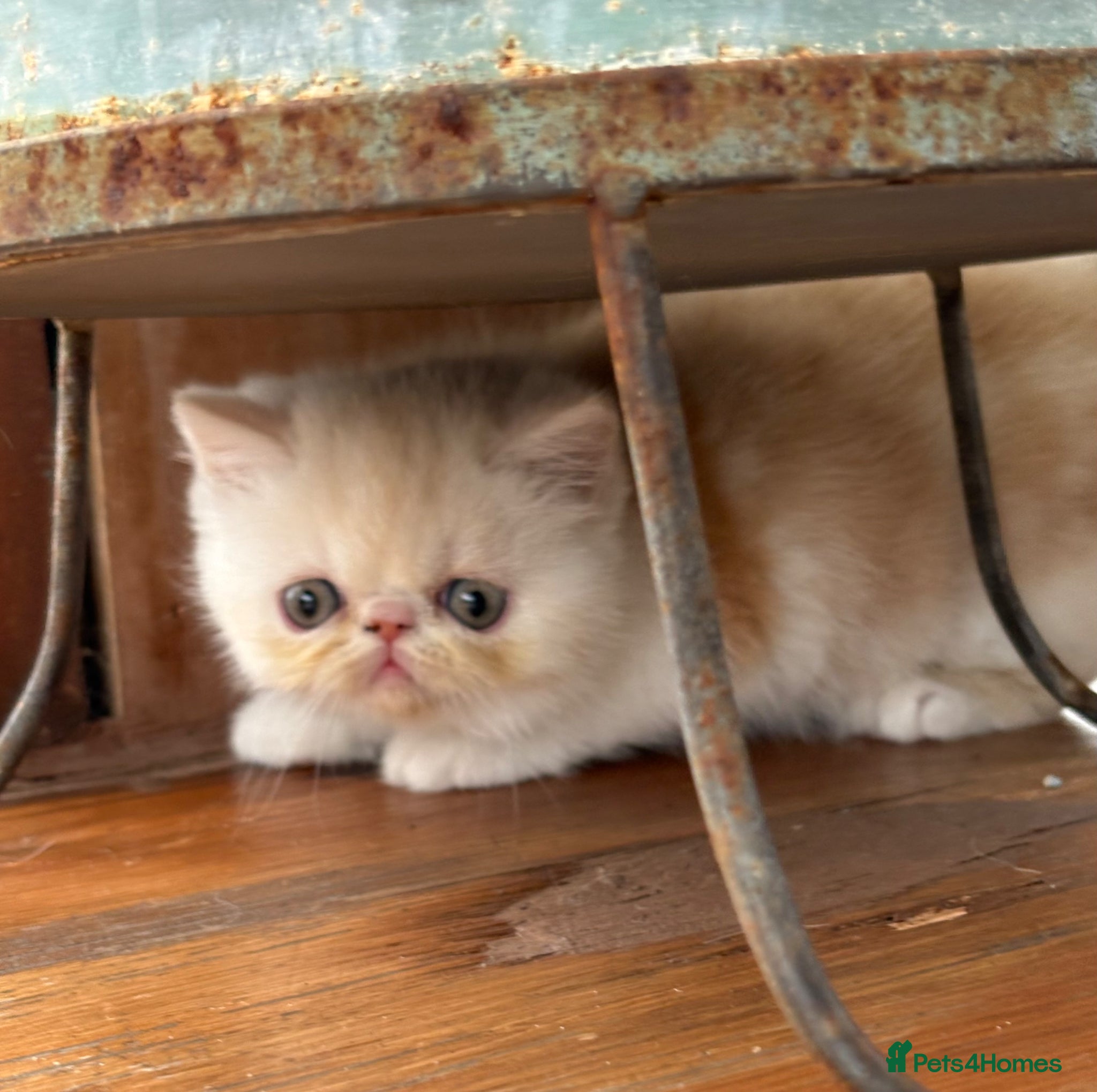 Exotic cats 4 Exotic Kittens  - Advert 1