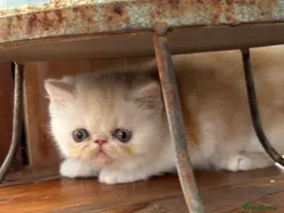 Exotic cats 4 Exotic Kittens - Advert 3