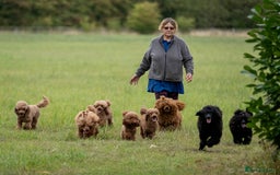 Miniature Poodle dogs for sale: Exquisite, DNA clear, puppies,  Slaves wanted! - Image 9