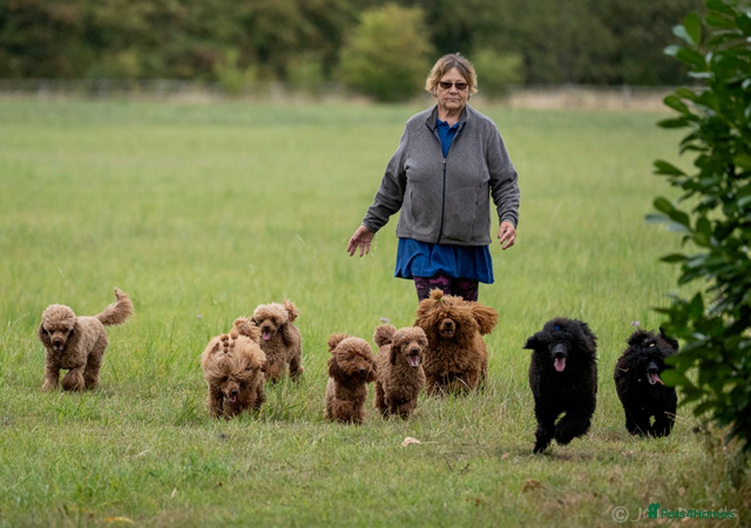Miniature Poodle dogs for sale: Exquisite, DNA clear, puppies,  Slaves wanted! - Image 9