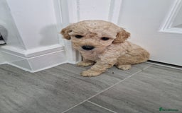 Cockapoo dogs for sale: Beautiful Cockapoo puppies for sale  - Image 4
