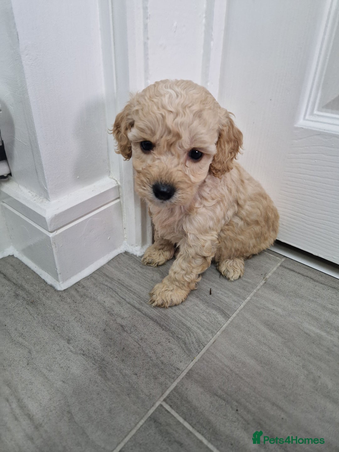 Cockapoo dogs for sale: Beautiful Cockapoo puppies for sale  - Image 4
