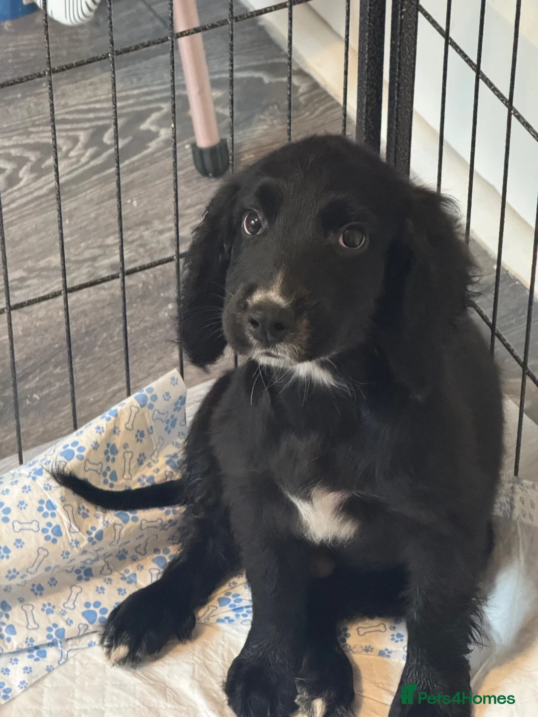 Sprocker dogs for sale: 7 beautiful Sprocker pups - Advert 6