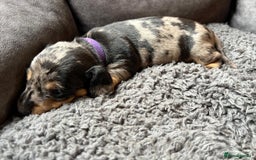 Miniature Dachshund dogs for sale: Miniature dachshund mix priced  - Image 13