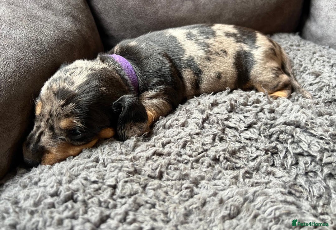 Miniature Dachshund dogs for sale: Miniature dachshund mix priced  - Image 13