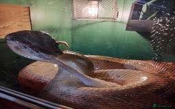 Boa Snake reptiles for sale: Short tailed boa and full setup - Image 5