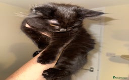 Maine Coon cats for sale: Black smoked boy  - Image 4