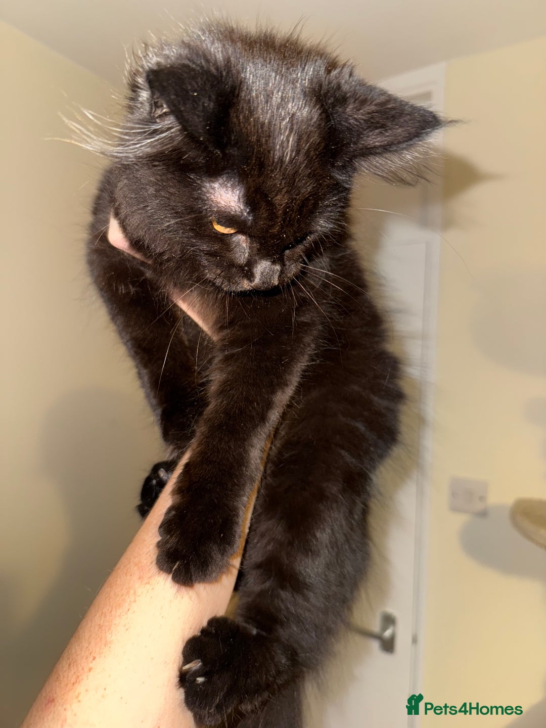 Maine Coon cats for sale: Black smoked boy  - Image 4