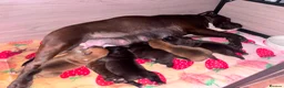 Staffordshire Bull Terrier dogs for sale: KC Staffordshire Bull Terrier in Ipswich - Advert 21