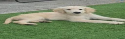 Goldendoodle dogs for sale: F1 standard goldendoodle  - Advert 3