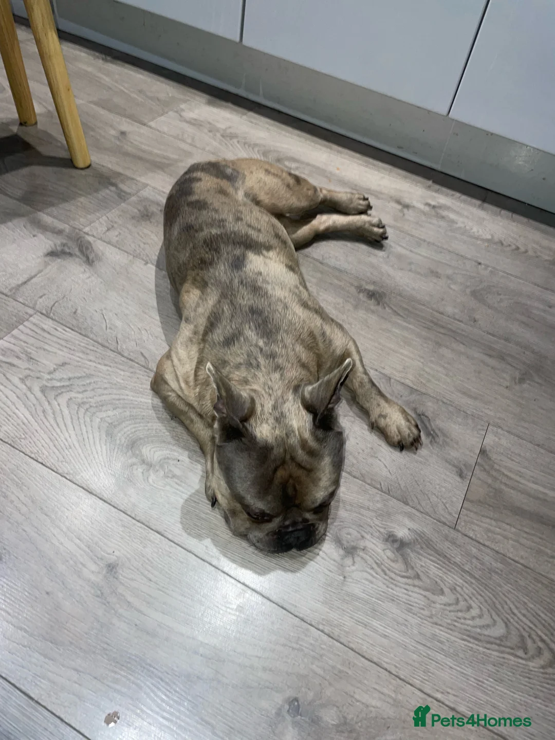 French Bulldog dogs for sale: Chocolate Merl French Bulldog - Advert 5