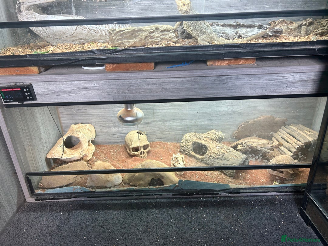 Lizard reptiles for sale: Colored lizards and cage  - Image 12