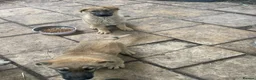 German Shepherd dogs for sale: GERMAN SHEPHERD PUPS - Advert 5