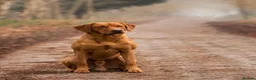 Labrador Retriever dogs for stud: 0/0 HIP & ELBOWS FULLY, HEALTH TESTED - Advert 1