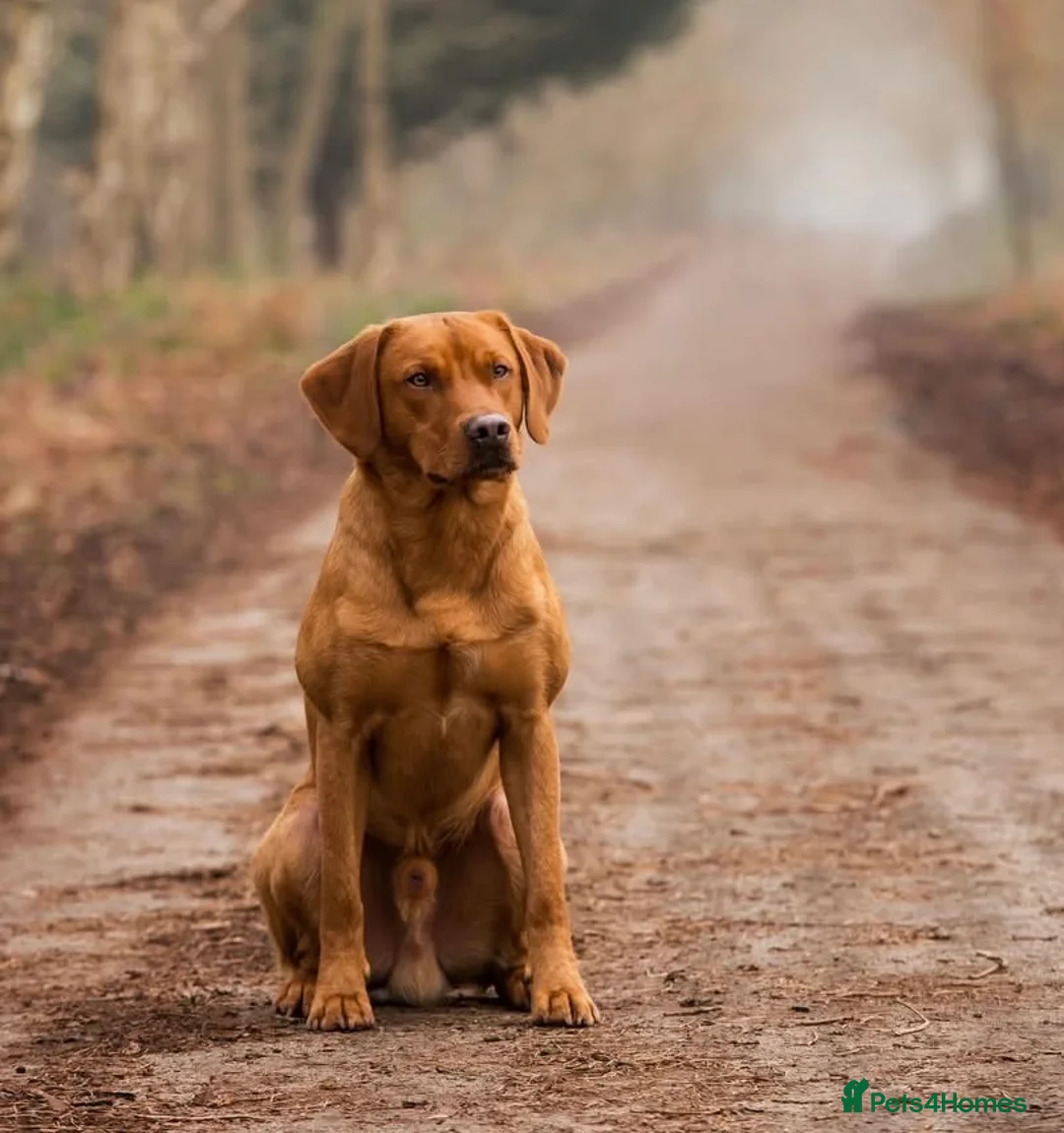 Labrador Retriever dogs for stud: 0/0 HIP & ELBOWS FULLY, HEALTH TESTED - Advert 1