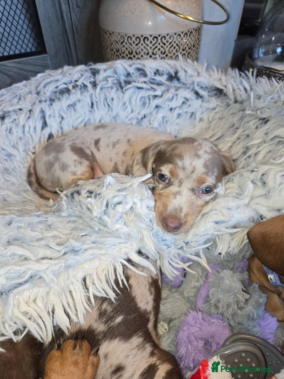 Dachshund dogs for sale: Beautiful KC REG dachshund pups - Advert 4