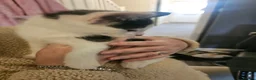Mixed Breed cats for sale: Beautiful Female Kitten, Ready Now - Advert 4