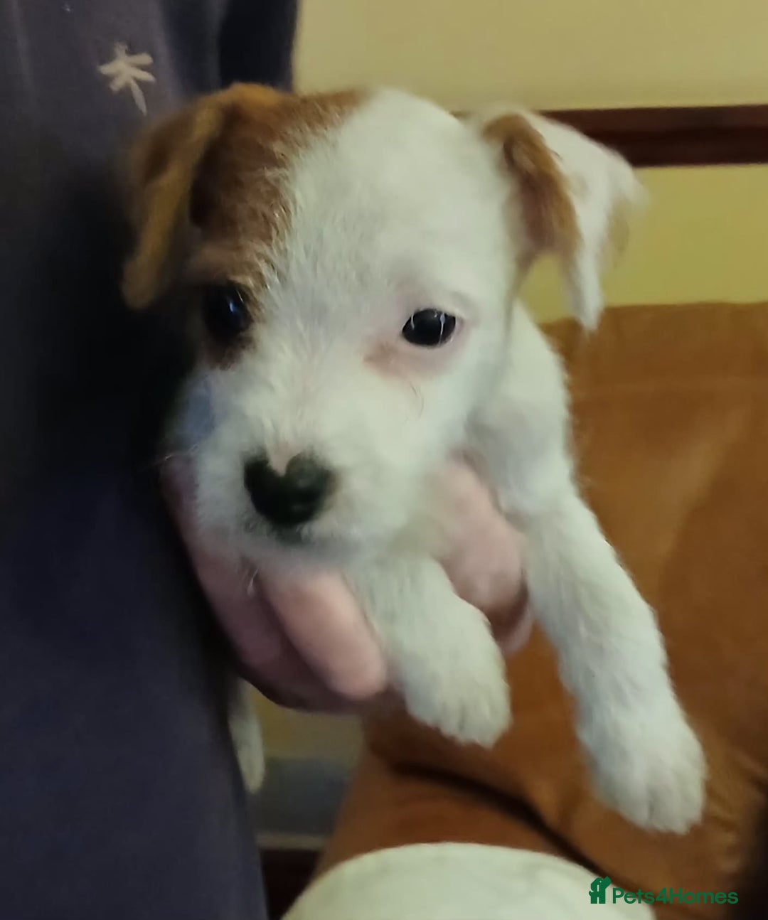 Jack Russell dogs for sale: Jack Russell  puppies - Advert 7