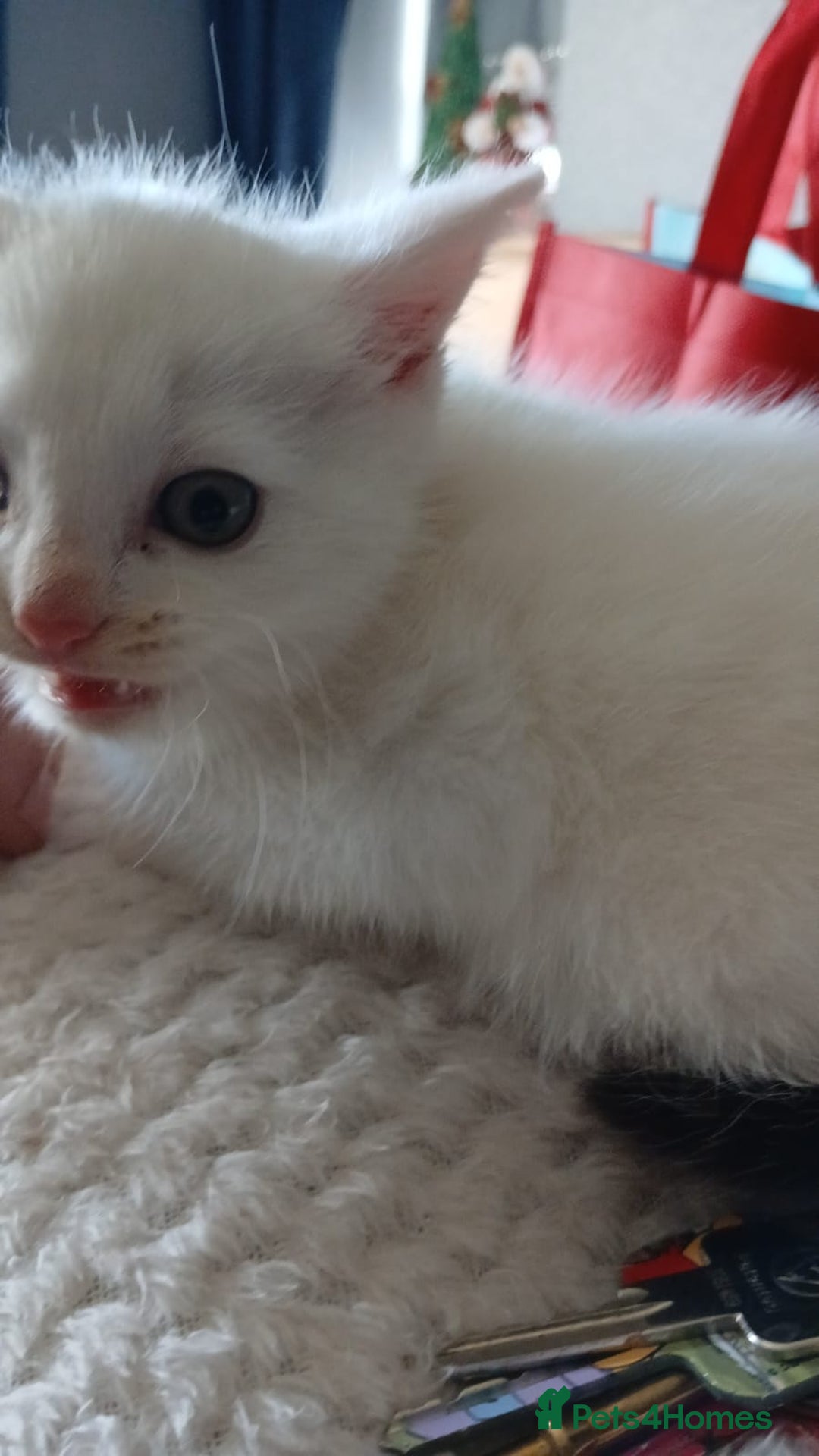Mixed Breed cats for sale: White kitten.  - Image 1