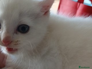 Mixed Breed cats - Advert 6