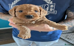 Cockapoo dogs for sale: Cockerpoo pups for sale in Witham - Image 6
