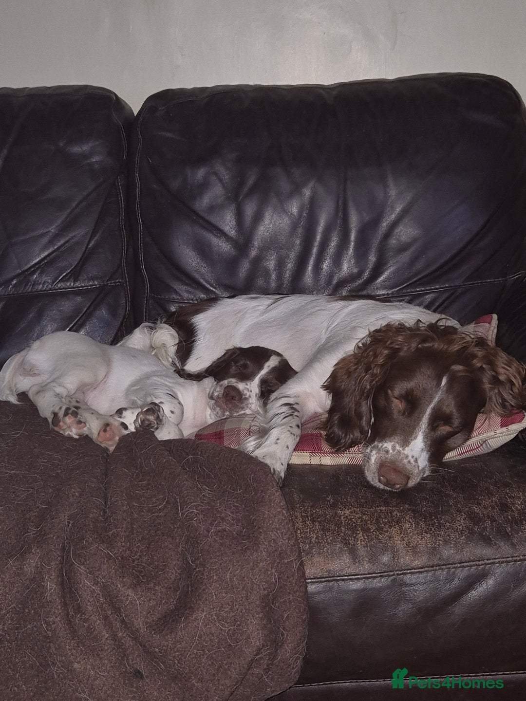 English Springer Spaniel dogs for sale: Springer spaniel puppies  - Image 7