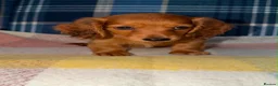 Miniature Dachshund dogs for sale: 🩷Stunning Long Haired Mini Dachshunds💙 - Advert 6