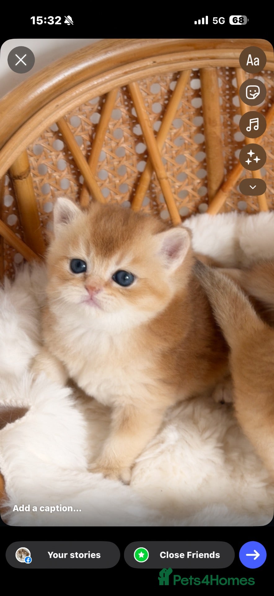 British Shorthair cats BSH Golden kittens,exc quality, registered  - Advert 13