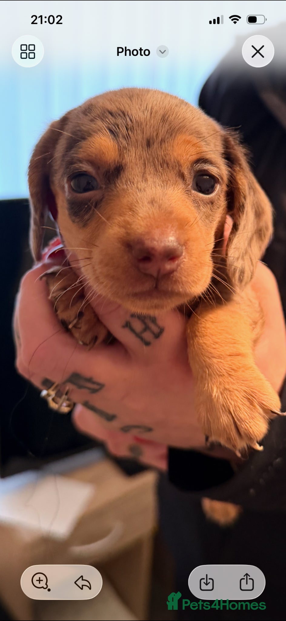 Miniature Dachshund dogs for sale: Mini dachshund puppies  - Advert 5