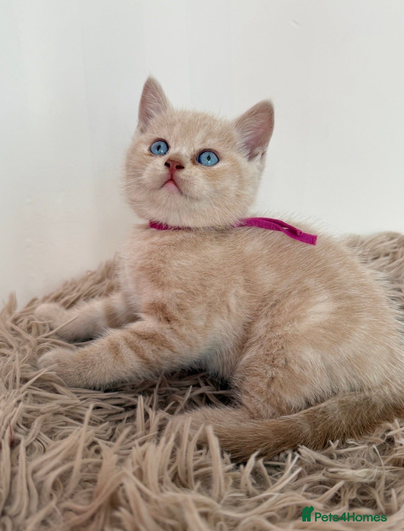 British Shorthair cats Sought after cream kittens - Advert 1